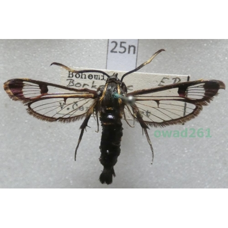Synanthedon spheciformis (Denis & Schiffermüller, 1775) Czech25n